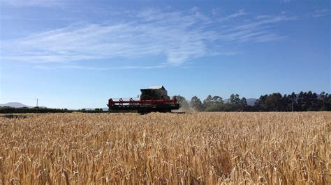 Barley crop trial for whisky production beats poor season to yield ...