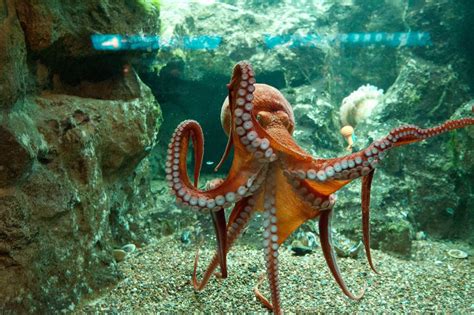 Shedd - giant pacific octopus | Giant pacific octopus, Ocean creatures ...