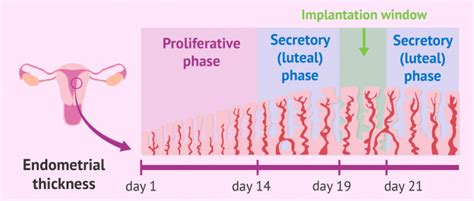 Endometrial Preparation for Implantation After IVF Embryo Transfer