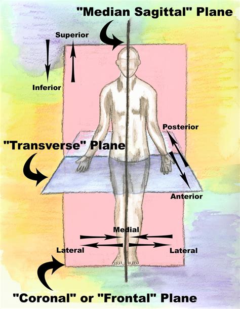 Anatomical Position And Directional Terms