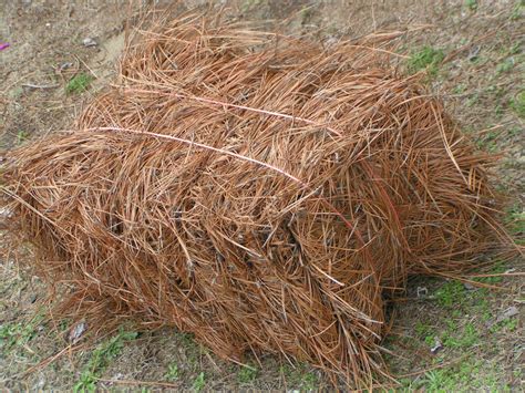 Bale of Longleaf Pine Needle Mulch, Longleaf Pine Straw Mulch, Premium ...