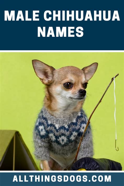 a small dog wearing a sweater and holding a fishing pole in its mouth ...