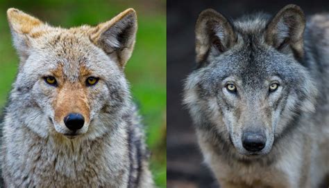 What's the difference?: Coyote vs. wolf | Forest Preserve District of ...