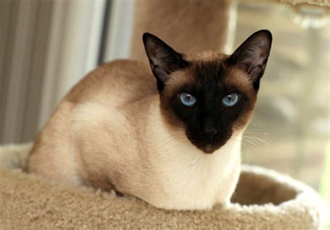 Seal Point Siamese - Just How Many Different Siamese Point Colors Are ...