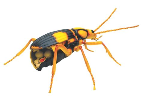 Bombardier beetle self-defence | How It Works Magazine