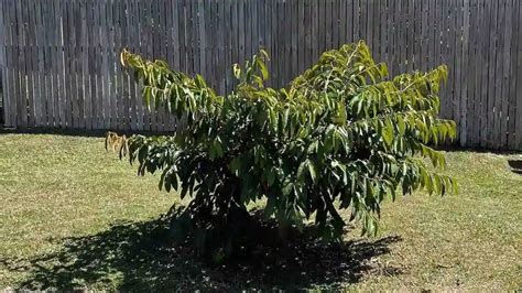 Star Apple Tree Guide • Tropical Gardening