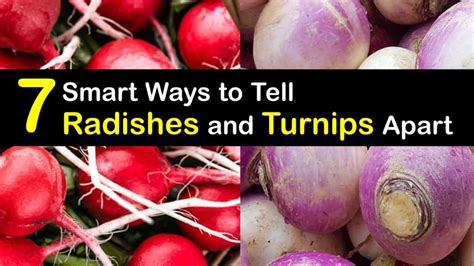 How are Turnips and Radishes Different