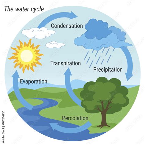 Water Cycle. Vector schematic representation of the water cycle in ...