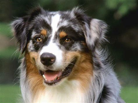 Blue Eyed Australian Shepherd Puppies Picture