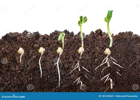 Germination Of The Seed Stock Image | CartoonDealer.com #30119611