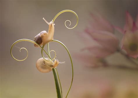 Pin by Rosie Tovar on Snails | Snail, Macro photography, Cute pictures