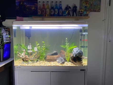 Stocking suggestions for this new 30 gal tank i set up? : r/Aquariums