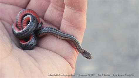 Minnesota Seasons - redbelly snake