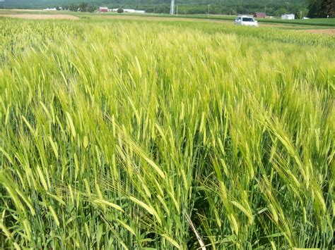 Crop loss assessment of diseases for various barley cultivars in ...