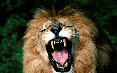 Angry Lion Face Wallpapers - Wallpaper Cave