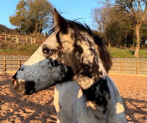 Awww Timothy - Redheart Appaloosa Black Few Spot - Red Heart Appaloosas