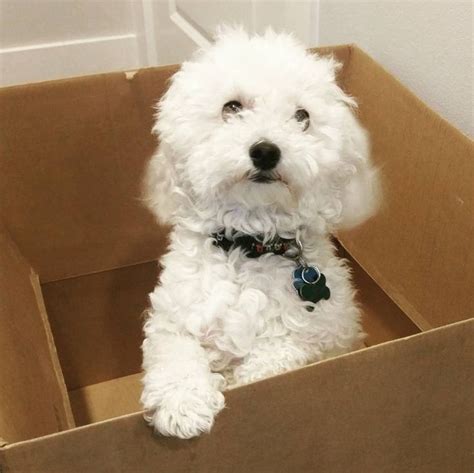 Puppies Club | Make a Better World for Dogs | Bichon poodle mix, Poodle ...