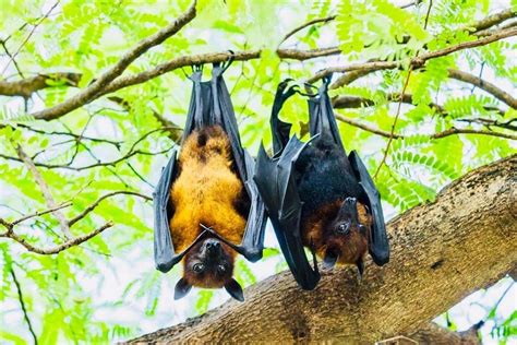 Female bats give birth while hanging upside down! So they catch the ...