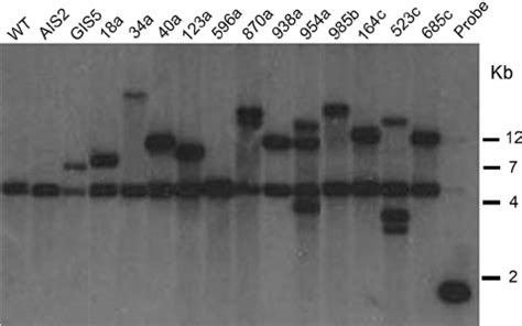 (A) Recovery of patulin (expressed as ␮ g/ml) from in vitro cultures of ...