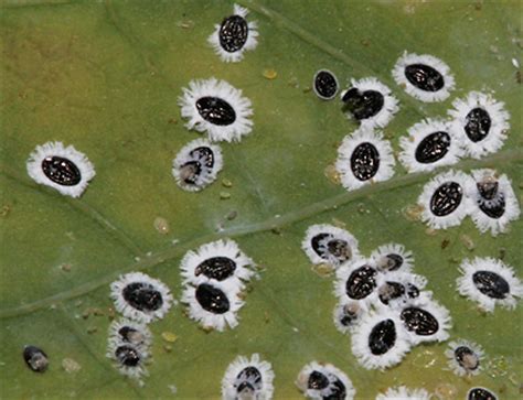 Whitefly Pupae (Tetraleurodes sp.) - The Firefly Forest