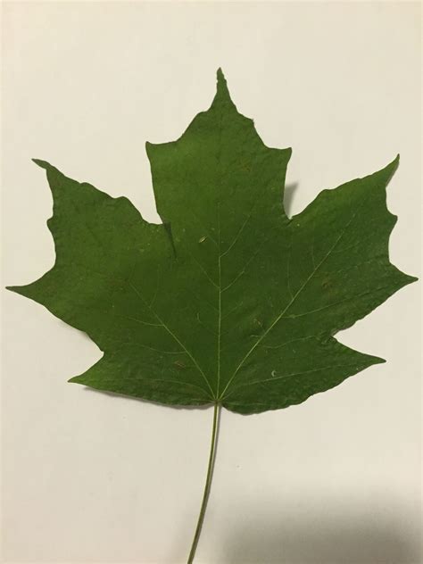 Sugar Maple - Leaf | Tree identification, Maple leaf images, Tree seedlings