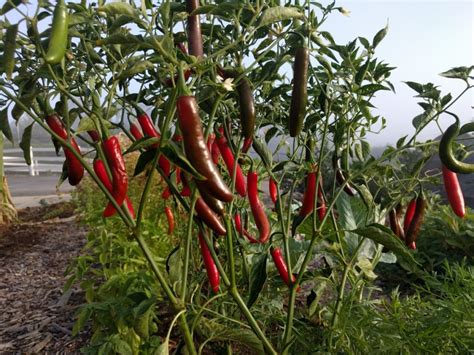 Growing peppers in Southern California - Greg Alder's Yard Posts ...