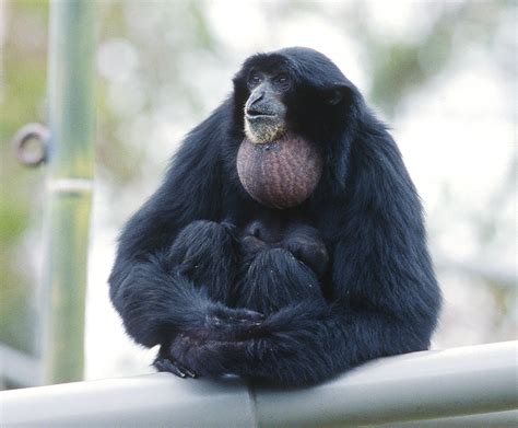 siamang | San Diego Zoo Wildlife Explorers