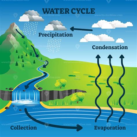 Water cycle vector illustration | Water cycle diagram, Water cycle ...