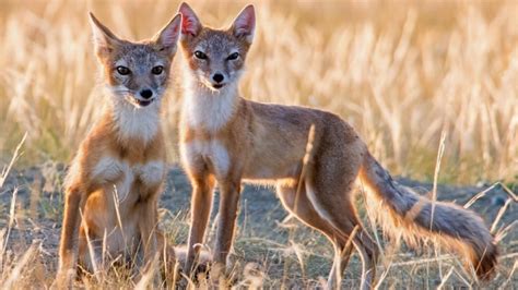 Rare quartet of wild dog species captured by Alberta photographer | CBC ...