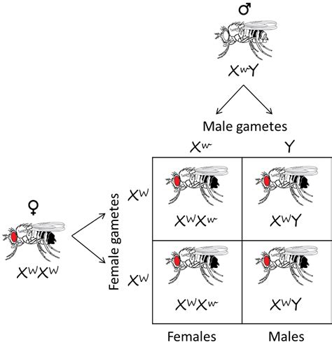 Why Can Chromosomes Be Described as Units of Linked Genes