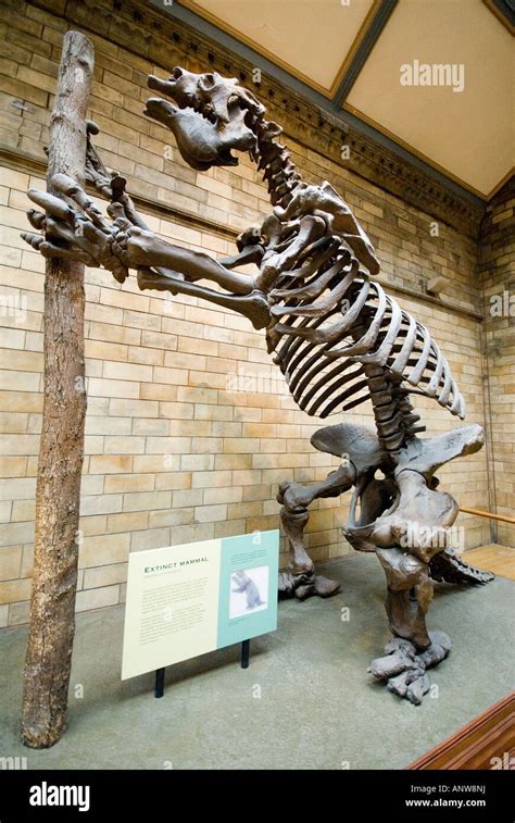 Natural History Museum dinosaur skeleton London Stock Photo - Alamy