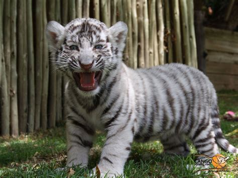 Newborn Baby White Tigers