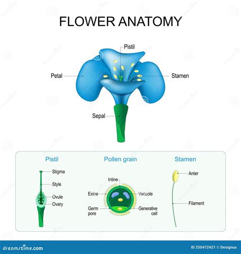 Flower Anatomy. Structure of Pistil, Stamen, and Pollen Grain Stock ...