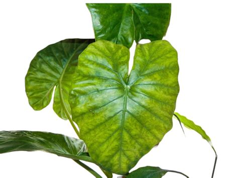 Alocasia Tiny Dancer Care: Successful Plant Growing Guide