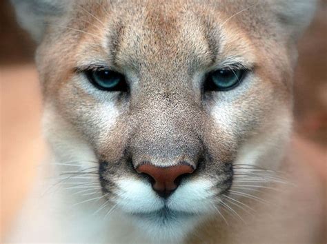 Cougar - A-Z Animals