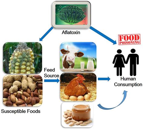 Frontiers | Aflatoxins: A Global Concern for Food Safety, Human Health ...