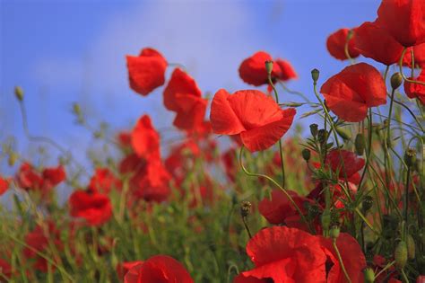 When Red Poppies Bloomed - Poetry