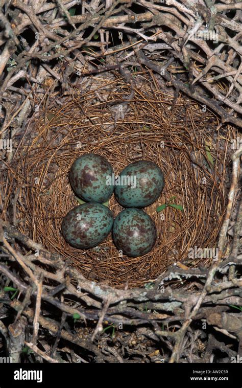 Northern Mockingbird nest with eggs, Mimus polyglottos Stock Photo - Alamy