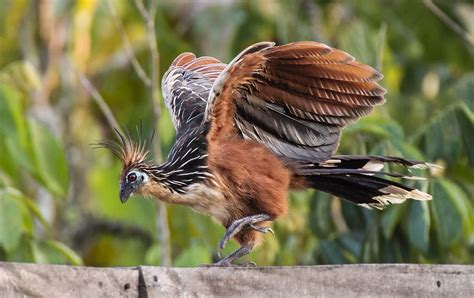 Hoatzin - Examples of hoatzin in a sentence. - Zula Voice