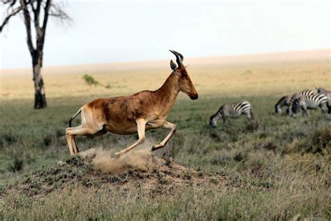 13 Wild Animals in Djibouti [Wildlife in Djibouti] - Kevmrc