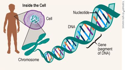 Genes and Genetics (for Teens) - Children's Mercy Hospital