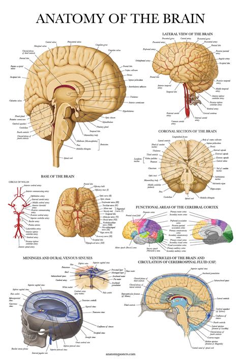 Buy Palace Learning Brain Anatomy - Laminated - Anatomical Chart of the ...