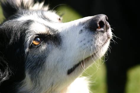 Why Do Dogs Have Whiskers? Purpose of Dog Whiskers | Reader's Digest