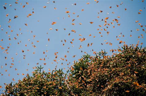 How to see the monarch butterfly migration in Mexico