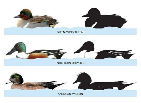 A Beginner's Guide to Duck Identification — Southern Wisconsin Bird ...