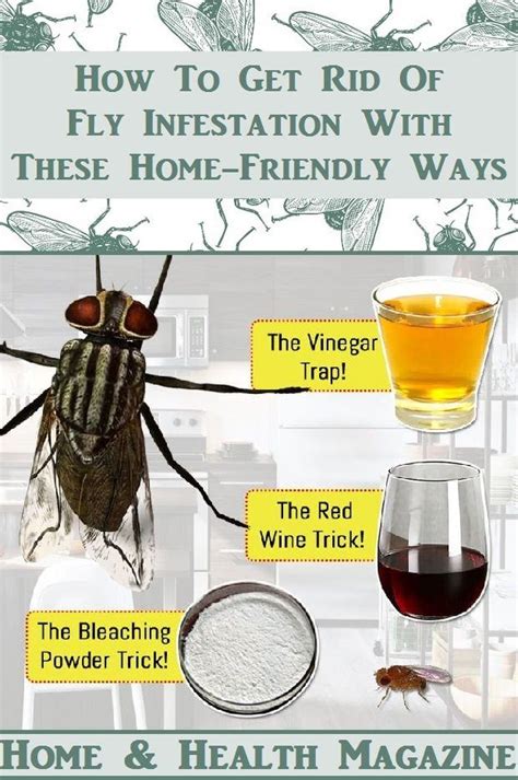 How to Get Rid of Fly Infestation With These Home-Friendly Ways | Get ...