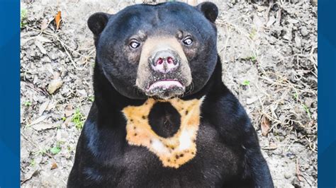 Virginia Zoo's sun bear, Palu, euthanized after cancer spread ...