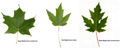 Types of maple trees - lokifund