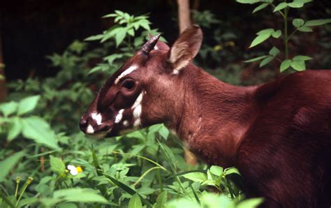 Saola | Species | WWF