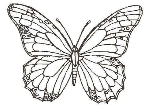 Butterfly On Flower Drawing at GetDrawings | Free download